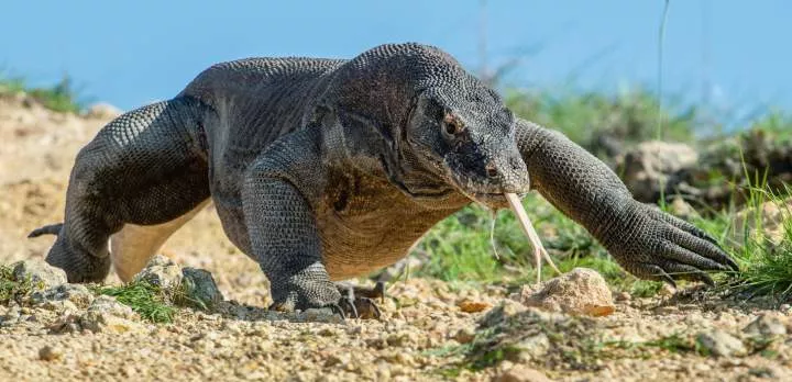 5 facts about the Komodo dragon you probably didn't know
