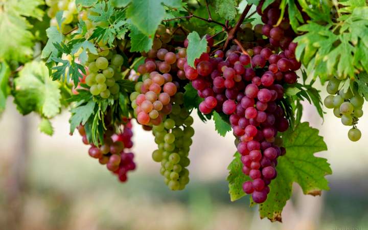 Eating Healthy: Why Eating Grapes Would Increase Lifespan