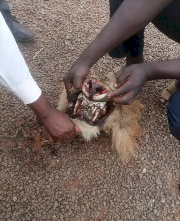 Reactions as man single-handedly fights; kills lion in fierce battle (Photos)