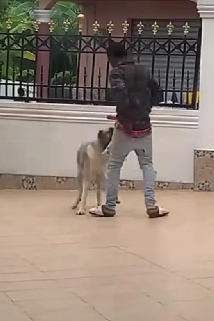'Only God can protect one' - Lady expresses shock as her guard dog plays with thief that jumped into her family's compound (Video)