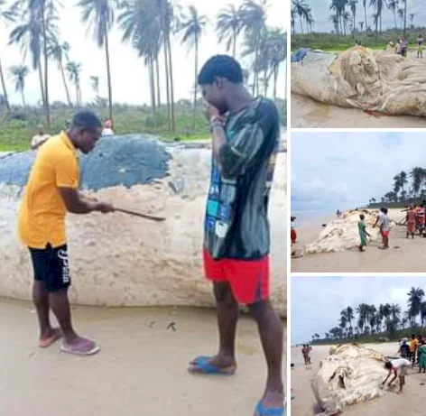 Dead whale washes ashore in Bayelsa community