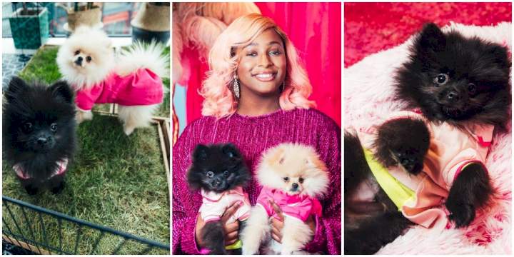 People are sending my dogs their account numbers - DJ Cuppy cries out