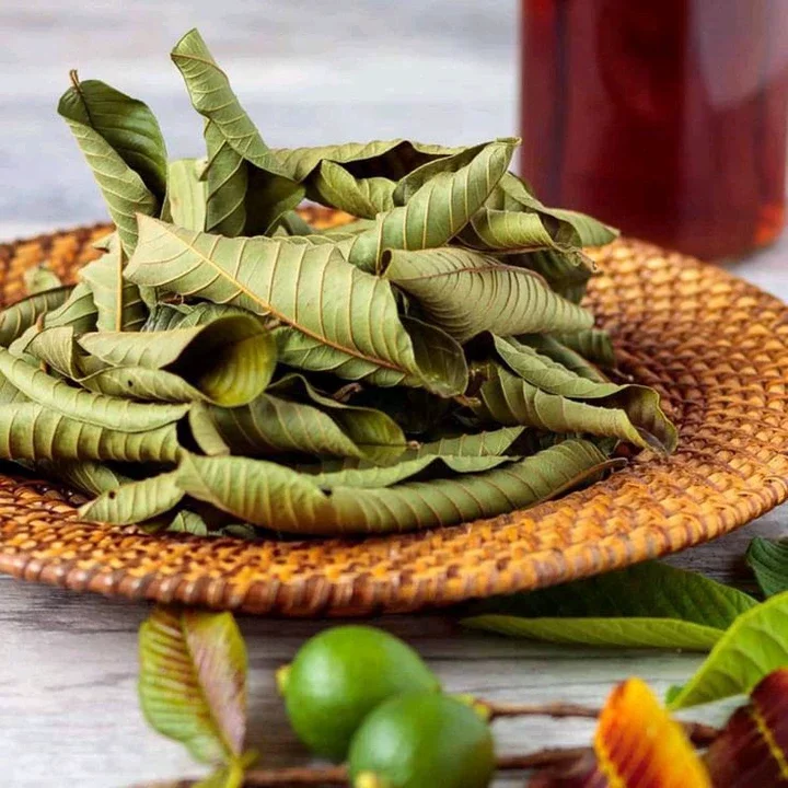 Benefits of Guava Leaf Tea