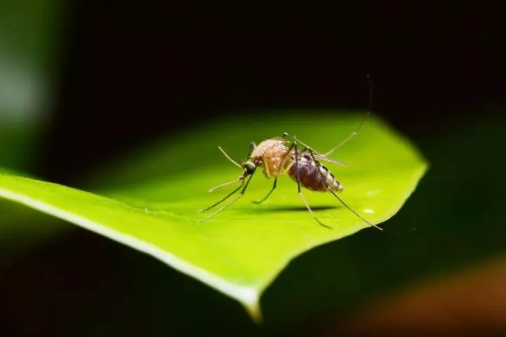 Is blood really food for mosquitoes? See answer here