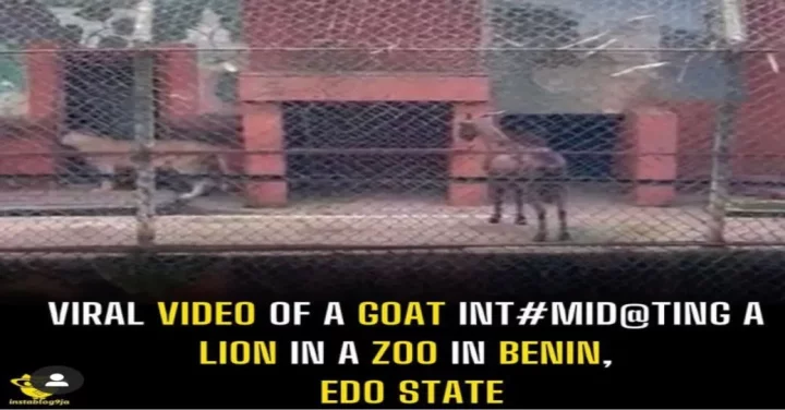 Viral video of a goat int#mid@ting a lion in a zoo in Benin, Edo state