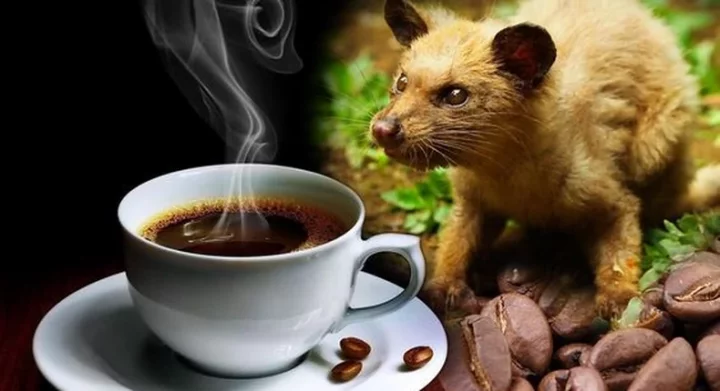 Did you know the world's most expensive coffee is made from animal poop?