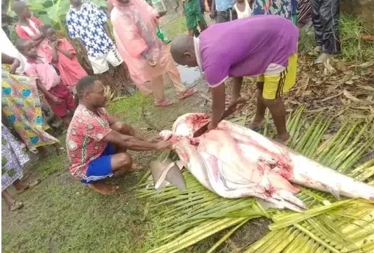 Fisherman catches 'shark' in Bayelsa, butchers it; Photos cause buzz