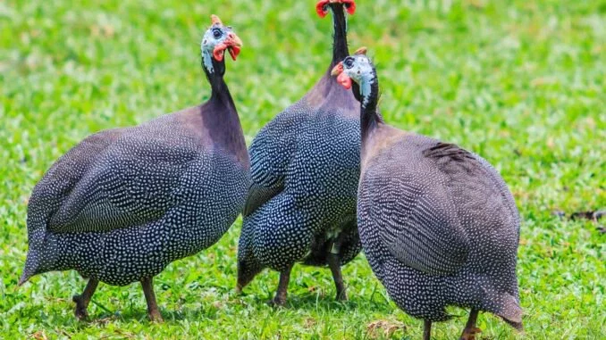 These 7 Reasons Will Make You Keep Guinea Fowls At Your Home