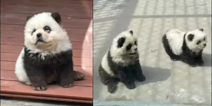 Chinese zoo exposed for dying dogs as 'pandas'