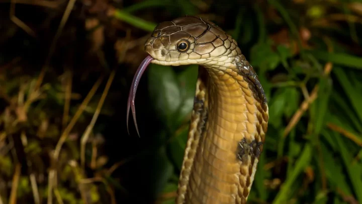 32 of the most venomous animals in the world