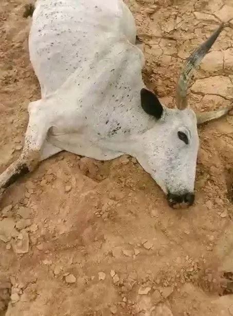 Cow