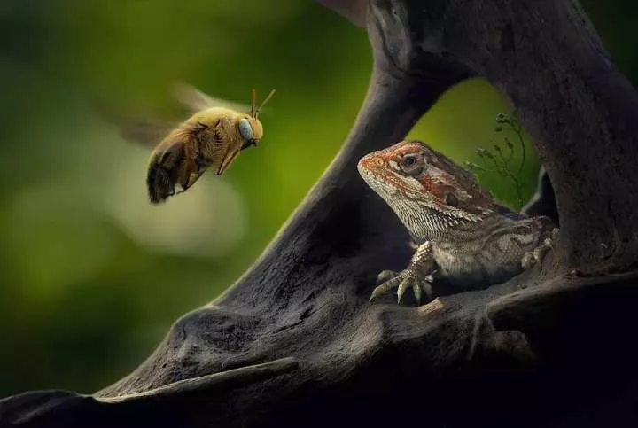 Meet Yan Hidayat, The Indonesian Photographer Who Takes Captivating Photos Of Small Reptiles (New Pics)