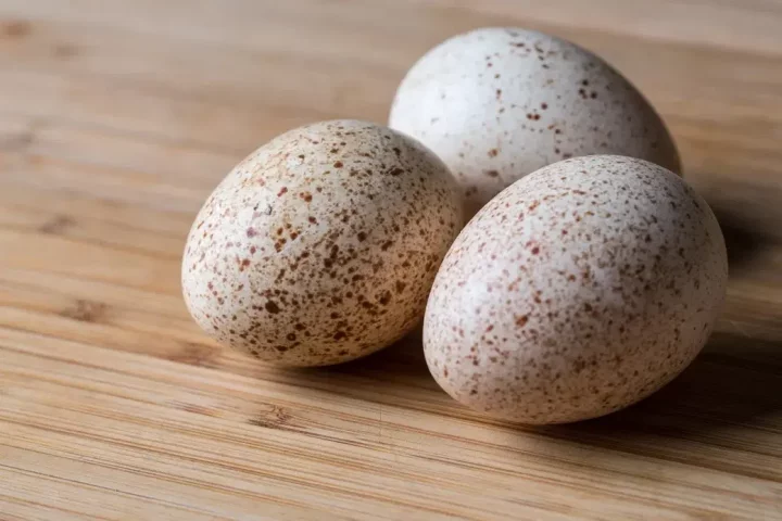 5 reasons why we don't eat turkey eggs