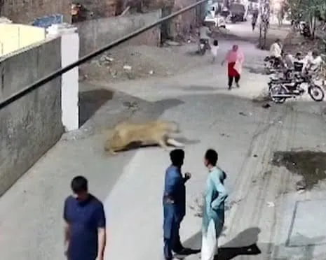 Owners arrested as pet lion escapes cage and mauls people (video)