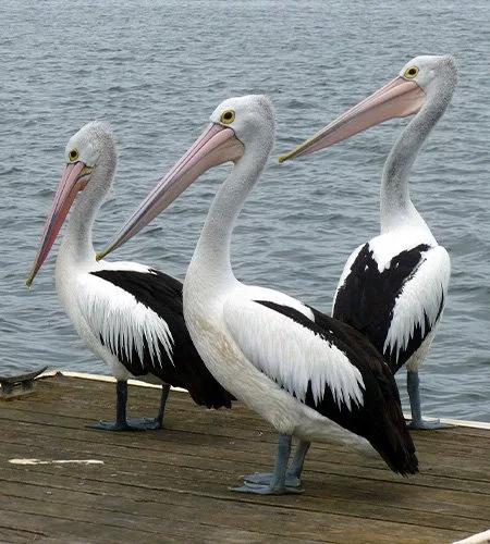 three australian pelicans