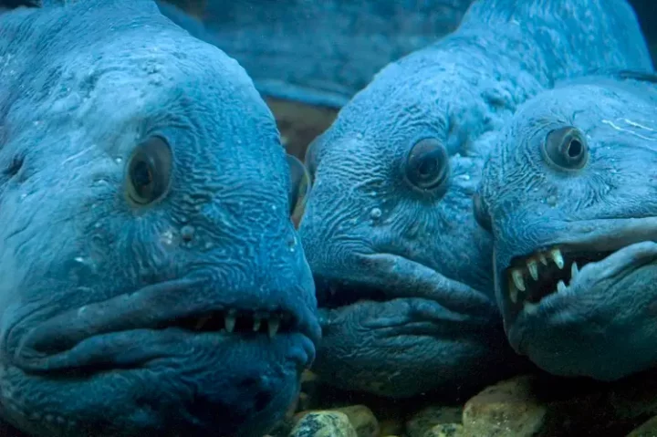 5 creepiest creatures found in the deep sea