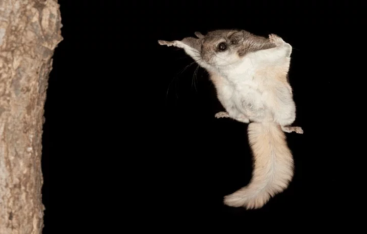 Flying squirrels 