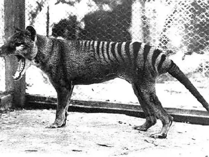 21 Animals That No Longer Exist