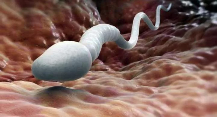 What else does semen do in a woman's body apart from reproduction?