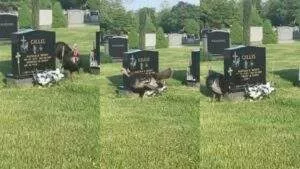 Lady concerned as she sees turkey continuously circling a grave