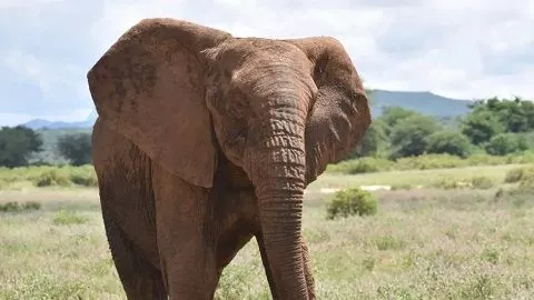 Hunger: Zimbabwe Moves to Kill 200 Elephants to Feed Residents