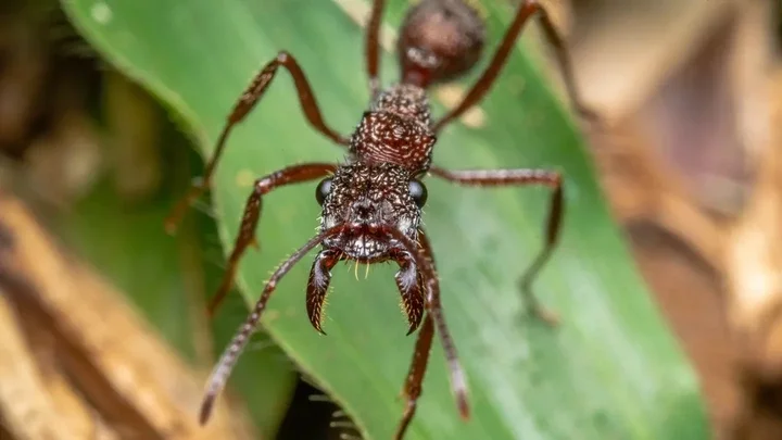 32 of the most venomous animals in the world