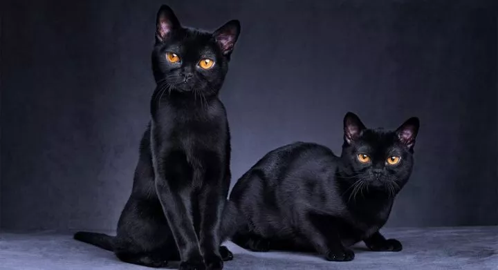 Why are black cats considered bad luck?