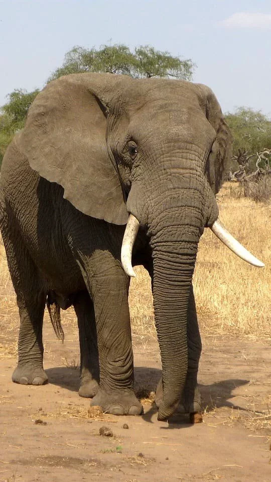 3. African Elephants<br />