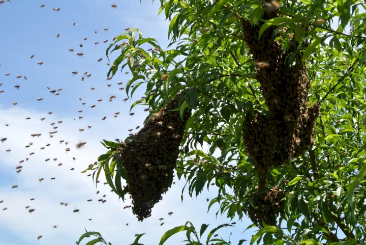 APC rally in Kogi State allegedly disrupted by swarm of bees (Video)
