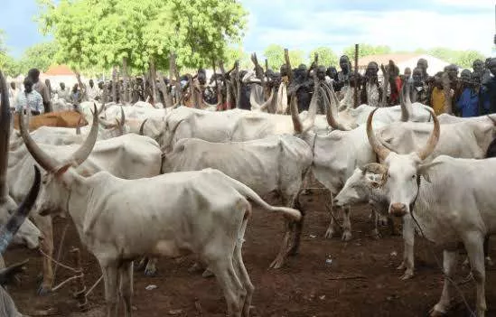 Police in plateau announce recovery of 77 stolen cows in Plateau
