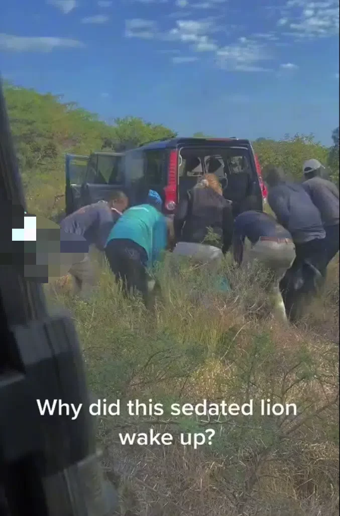Drama as driver and colleagues abandon vehicle as sedated lion wakes up inside car trunk (Video)