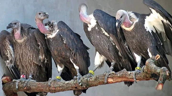 Vultures going into extinction, epidemic looms in Nigeria - NCF warns