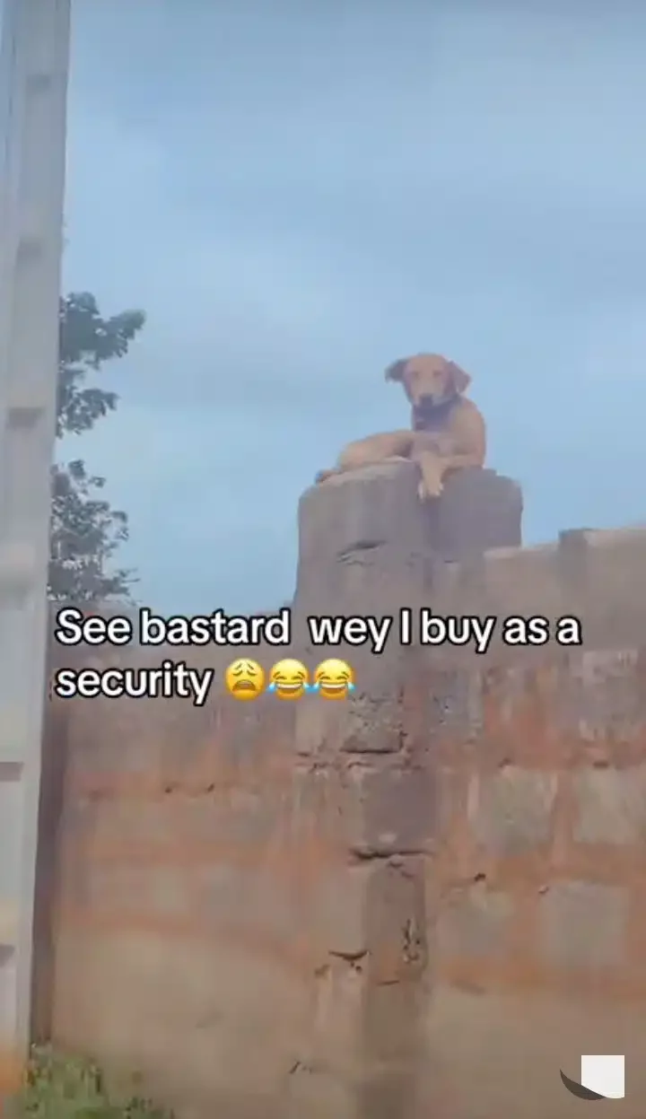 'E dey observe the area' - Reactions as man fumes at his security dog after seeing it chilling on fence (Video)