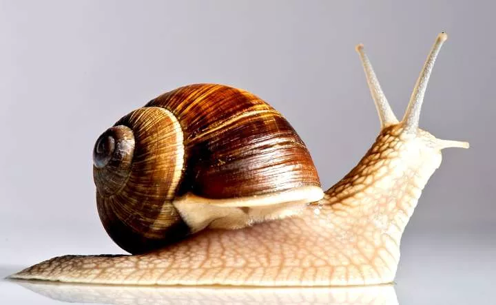 11 reasons you should be eating snail