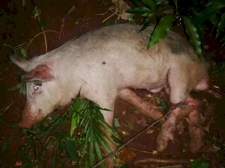 'My in-laws deserve more than this' - Benue groom shows off the animals he gave to his Igbo in-laws