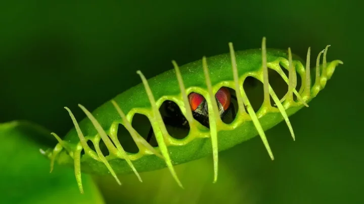 5 carnivorous plants that prey on other animals