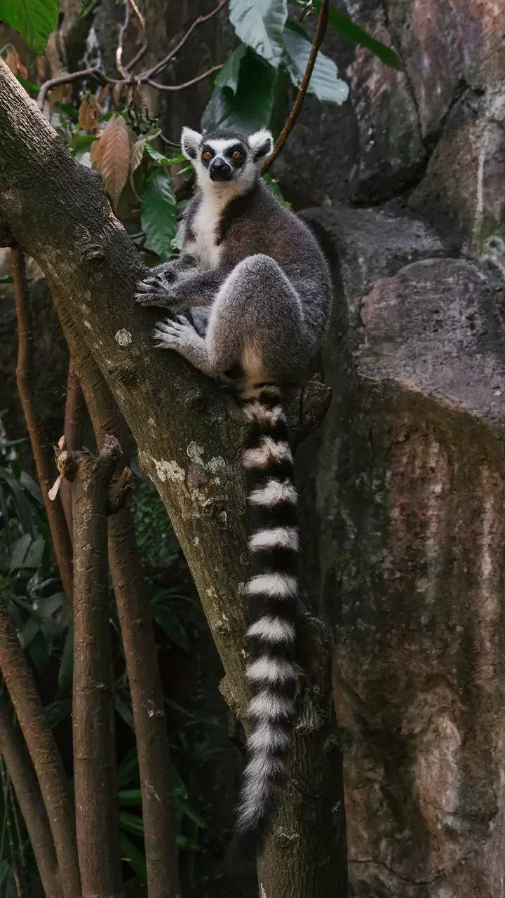 Lemurs