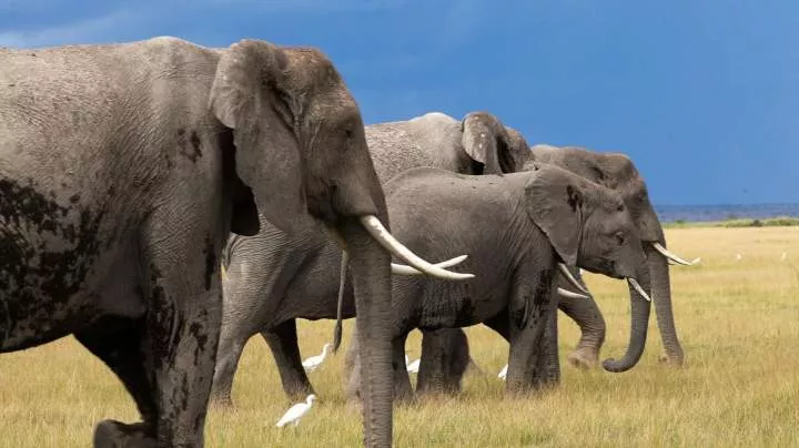 An elephantine dilemma: Amboseli's super-tuskers protected in Kenya, hunted in Tanzania