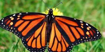 Butterflies are becoming scarce in our backyard [National Geographic]