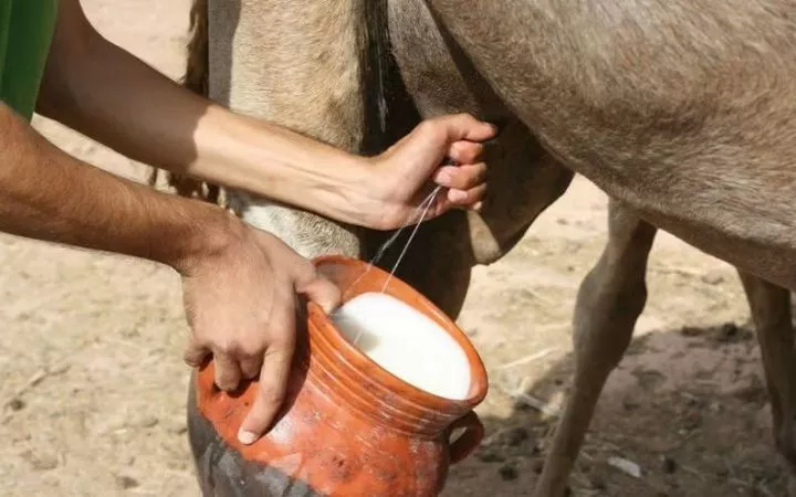 7 exotic animal milk you didn't know people could drink