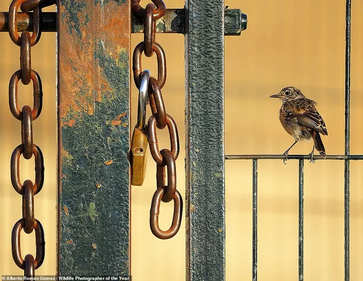 This intriguing image by young Spanish photographer Alberto Roman Gomez, 'contrasting a delicate stonechat bird with a hefty chain', is the winner of the 10 Years and Under category. He took the photo of the bird near Spain's Sierra de Grazalema Natural Park from the window of his father's car. NHM says: 'Alberto found this young bird tricky to photograph as it was quickly flying back and forth, gathering insects. The young bird has not yet developed its adult call, which sounds like two stones tapped together'