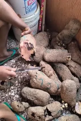 Lady cries out as she discovers that all yam she bought are rotten inside