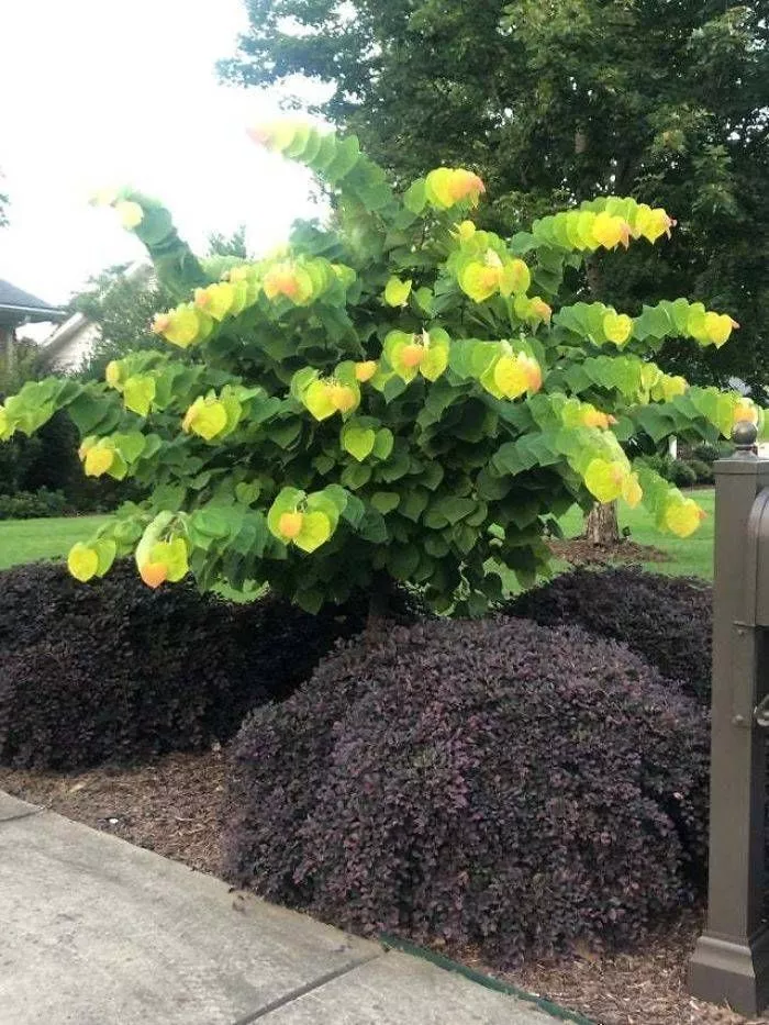 The Leaves On This Tree Look Like Low-Resolution Pixels From A Video Game