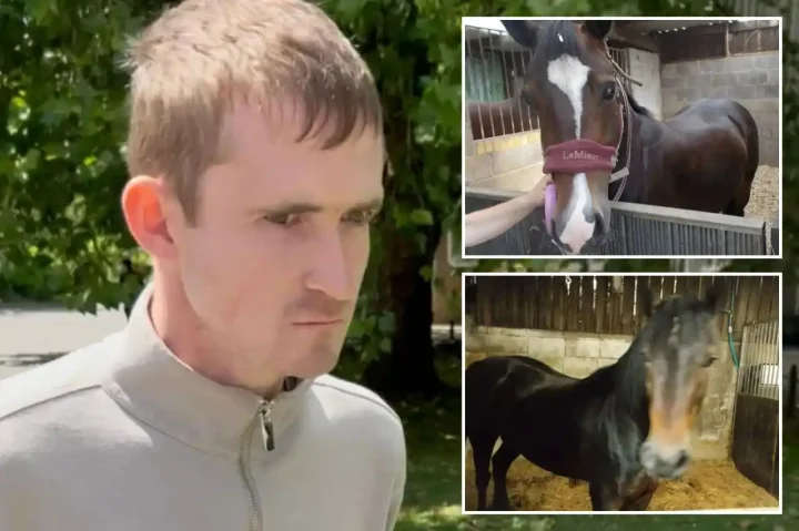 Man caught sï¿½xually abusing horses after volunteering at local stables as footage reveals disturbing pattern