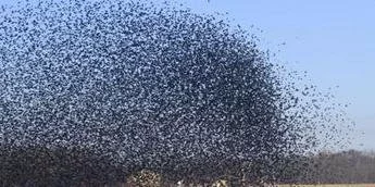 So many birds fly the around in Edo State