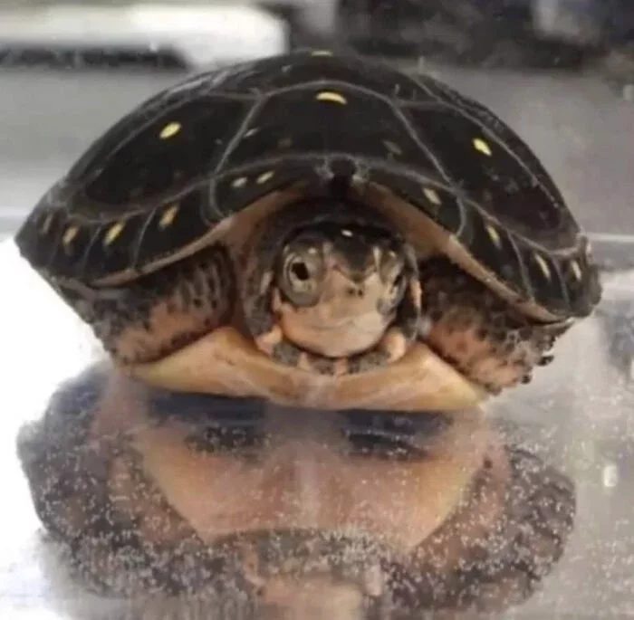 This Turtle's Reflection Looks Like A Man With A Serious Beard