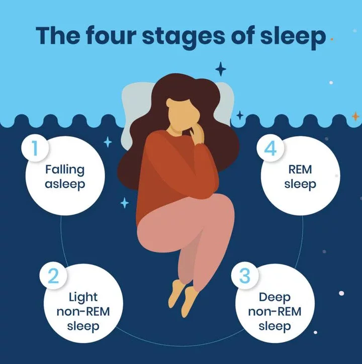 The different sleep stages 