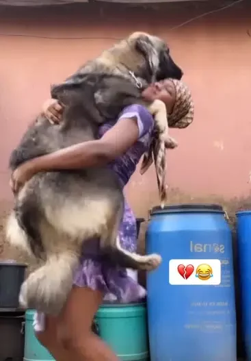 Lady stuns many as she lifts a giant Caucasian shepherd dog, holds it to her chest like a human