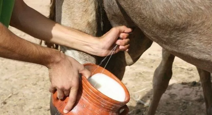 Exotic animal milk people drink [DairyNews]