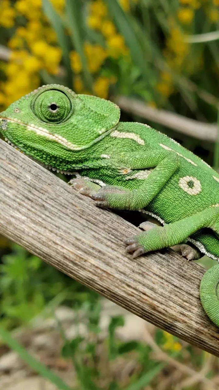 11 animals that change colour